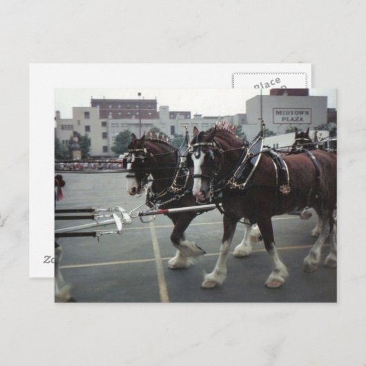 ニューヨーク州エルミラのミッドタウンプラザでクリデールウマーズ ポストカード (正面/裏面)