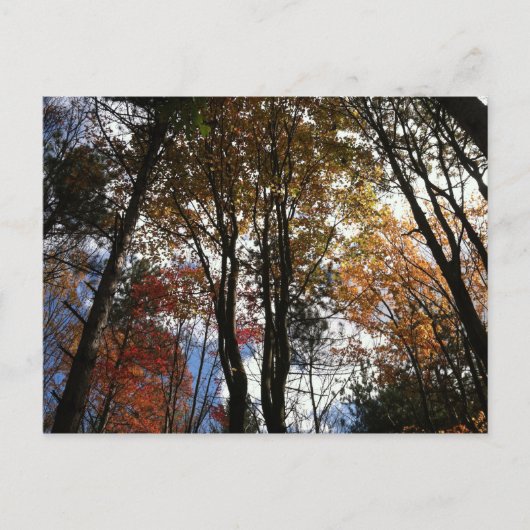ニューヨーク秋での州ハイキング ポストカード (正面)