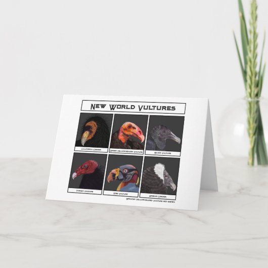 ニューワールドバルチャーズイラストレーション カード (正面)