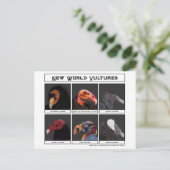 ニューワールドバルチャーズイラストレーション ポストカード (スタンド正面)