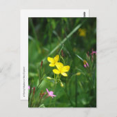 ニュー春の牧草地 ポストカード (正面/裏面)