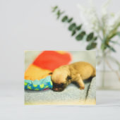 ニュー生まれベビーパグドッグ ポストカード (スタンド正面)