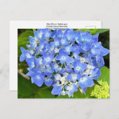 ニュー開花あじさい葉書 ポストカード (正面/裏面)