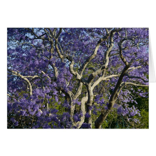 ニュー・ファーム公園の花咲くジャカランダの木々 2 (正面横)