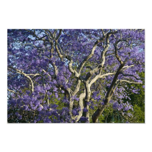 ニュー・ファーム公園の開花したジャカランダの木々、 フォトプリント (正面)