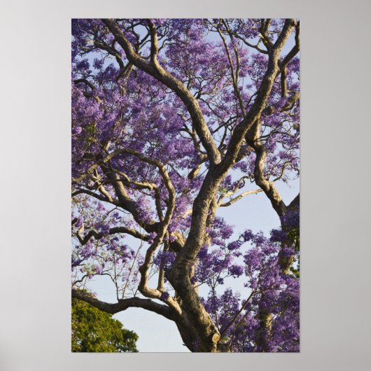 ニュー・ファーム公園の開花したジャカランダの木々、 ポスター (正面)
