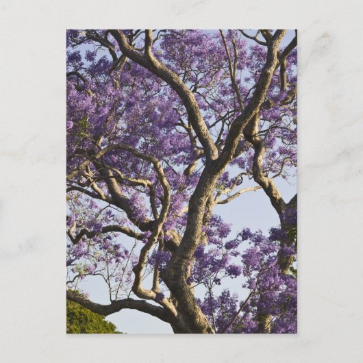 ニュー・ファーム公園の開花したジャカランダの木々、 ポストカード (正面)