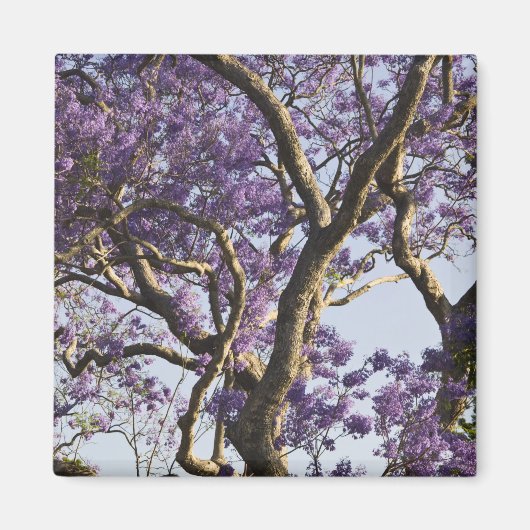 ニュー・ファーム公園の開花したジャカランダの木々、 マグネット (正面)