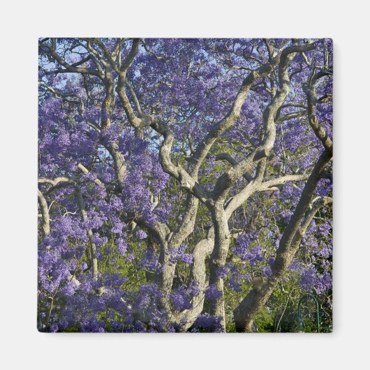 ニュー・ファーム公園の開花したジャカランダの木々 2 マグネット (正面)