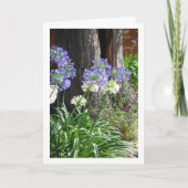 ニルギリソウ、アフリカニルギリ カード (正面)