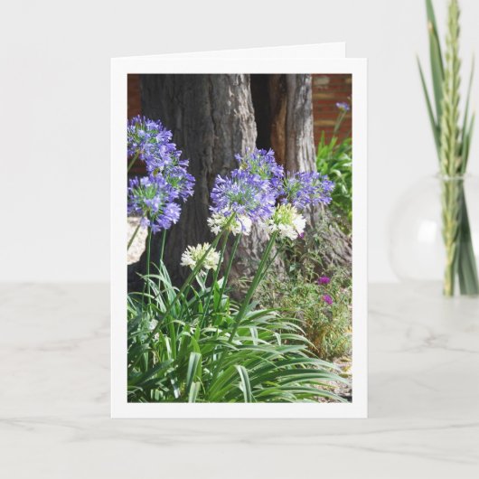 ニルギリソウ、アフリカニルギリ カード (正面)