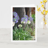 ニルギリソウ、アフリカニルギリ カード (黄色い花)