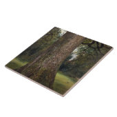 ニレ材のトランクの勉強、c.1821 (油 タイル (側面)