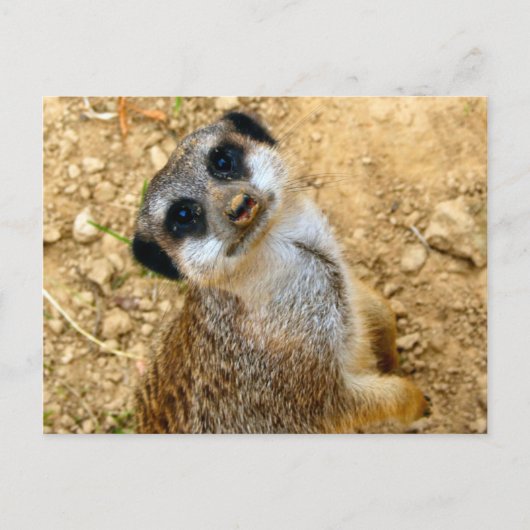 ニロエルデンヘン ポストカード (正面)