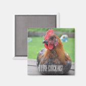 ニワトリが大好き…黒銅マランロ磁石 マグネット (正面/裏面)