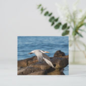 ニワトリが飛ぶ時 ポストカード (スタンド正面)