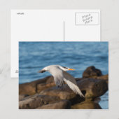 ニワトリが飛ぶ時 ポストカード (正面/裏面)