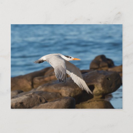 ニワトリが飛ぶ時 ポストカード (正面)