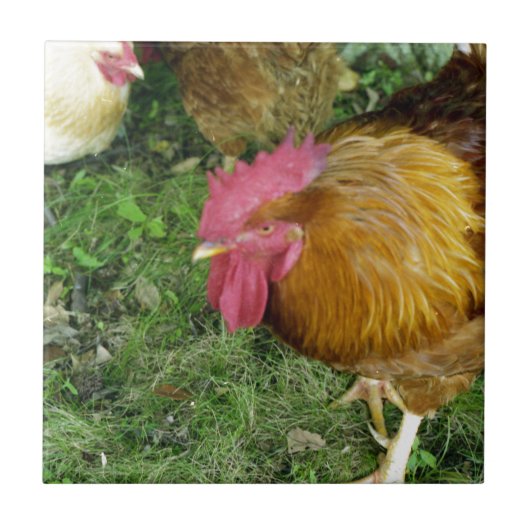 ニワトリが鳴る タイル (正面)