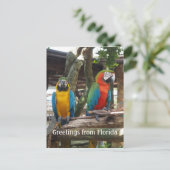 ニワトリとオウムの2羽 ポストカード (スタンド正面)