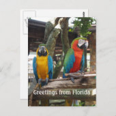 ニワトリとオウムの2羽 ポストカード (正面/裏面)