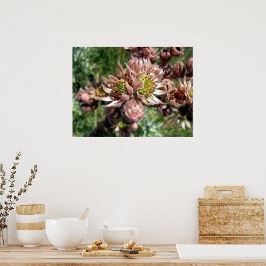 ニワトリとヒヨコの花 ポスター (キッチン)