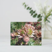 ニワトリとヒヨコの花 ポストカード (スタンド正面)