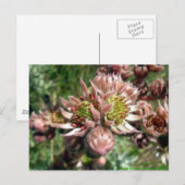 ニワトリとヒヨコの花 ポストカード (正面/裏面)