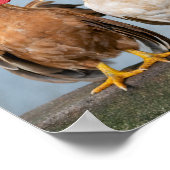 ニワトリとロスターが壁に ポスター (角)