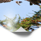 ニワトリに追われるハゲのワシ フォトプリント            (角)