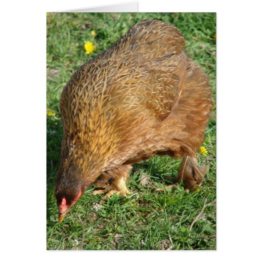 ニワトリのブーツ (正面)