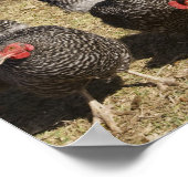 ニワトリの作業場近くのヘンハウスクライバーン ポスター (角)