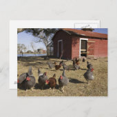 ニワトリの作業場近くのヘンハウスクライバーン ポストカード (正面/裏面)