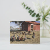 ニワトリの作業場近くのヘンハウスクライバーン ポストカード (スタンド正面)