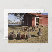 ニワトリの作業場近くのヘンハウスクライバーン ポストカード (正面/裏面)