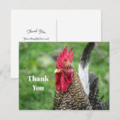 ニワトリの写真ありがとう ポストカード (正面/裏面)