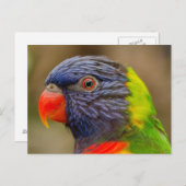 ニワトリの動物のはがき ポストカード (正面/裏面)