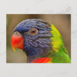 ニワトリの動物のはがき ポストカード