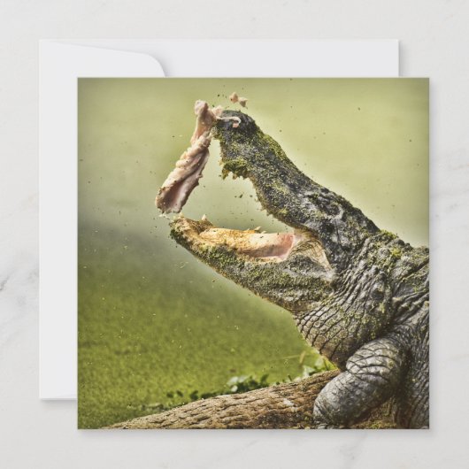 ニワトリ捕らえる昼食野生生物写真 招待状 (正面)