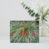 ニワトリ科(Fascicularia bicolor) ポストカード (スタンド正面)