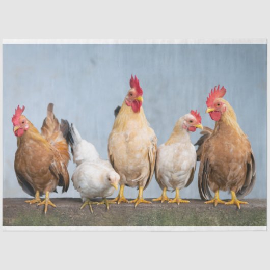 ニワトリ養鶏場2デコペティッシュペーパー 薄葉紙 (正面)