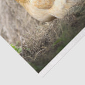 ニワトリ鶏ファームデコペティッシュペーパー 薄葉紙 (詳細)