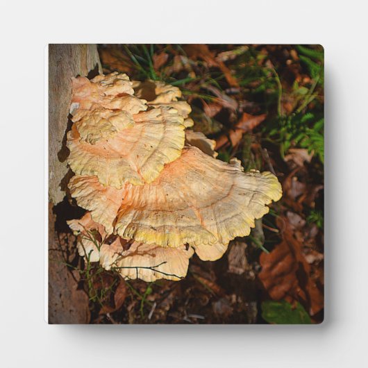 ニワトリ・オブ・ザ・ウッズ フォトプラーク (正面)