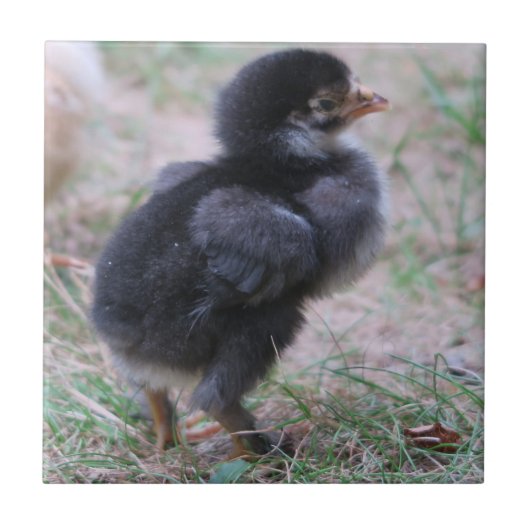 ニワトリ, ヒヨコ, 鶏, 動物, 鳥 タイル (正面)