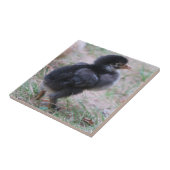 ニワトリ, ヒヨコ, 鶏, 動物, 鳥 タイル (側面)