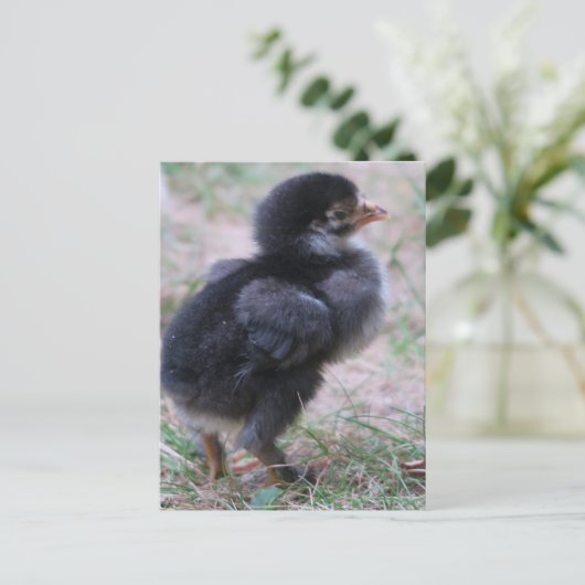 ニワトリ, ヒヨコ, 鶏, 動物, 鳥 ポストカード (スタンド正面)