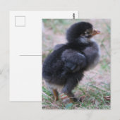 ニワトリ, ヒヨコ, 鶏, 動物, 鳥 ポストカード (正面/裏面)
