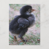 ニワトリ, ヒヨコ, 鶏, 動物, 鳥 ポストカード (正面)