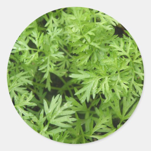 ニンジンがシールを付ける ラウンドシール (正面)