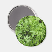 ニンジンのトップス磁石 マグネット (正面/裏面)